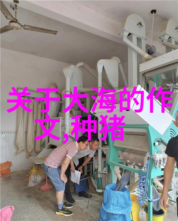 米糠喂猪用法咋改进