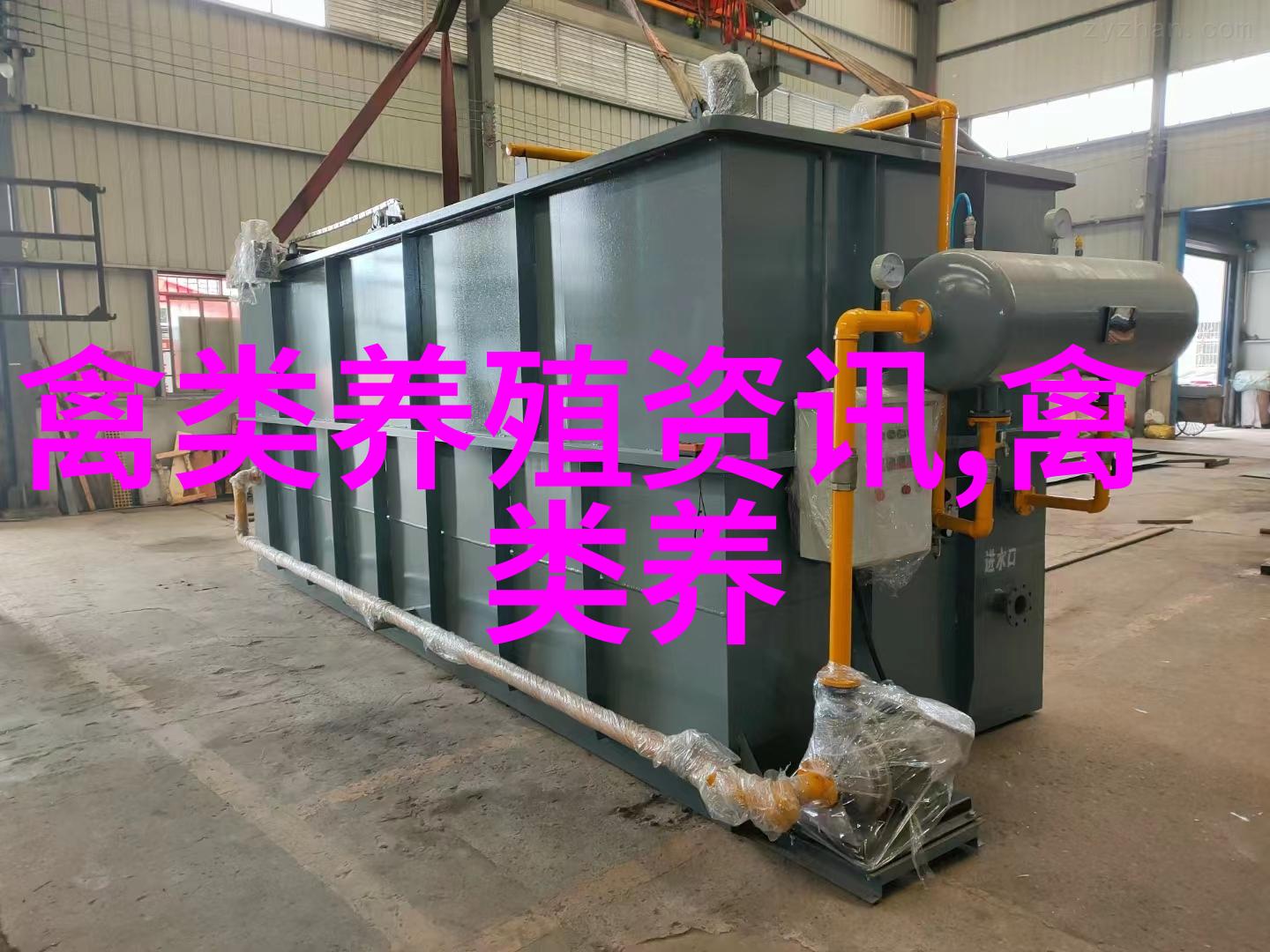 莎车农民鸽子养殖走上致富路