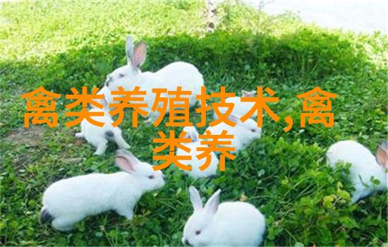 黑天鹅绿地产卵 小宝宝孵化不易