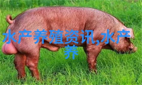 金鲳鱼和鲳鱼的区别