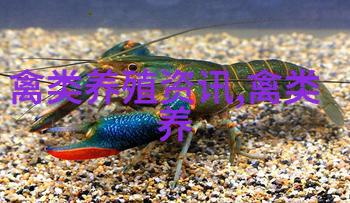 谁来为养鸽子大户解难题